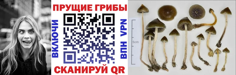 Купить закладки  Ханты-Мансийск  Галлюциногенные грибы прущие грибы 